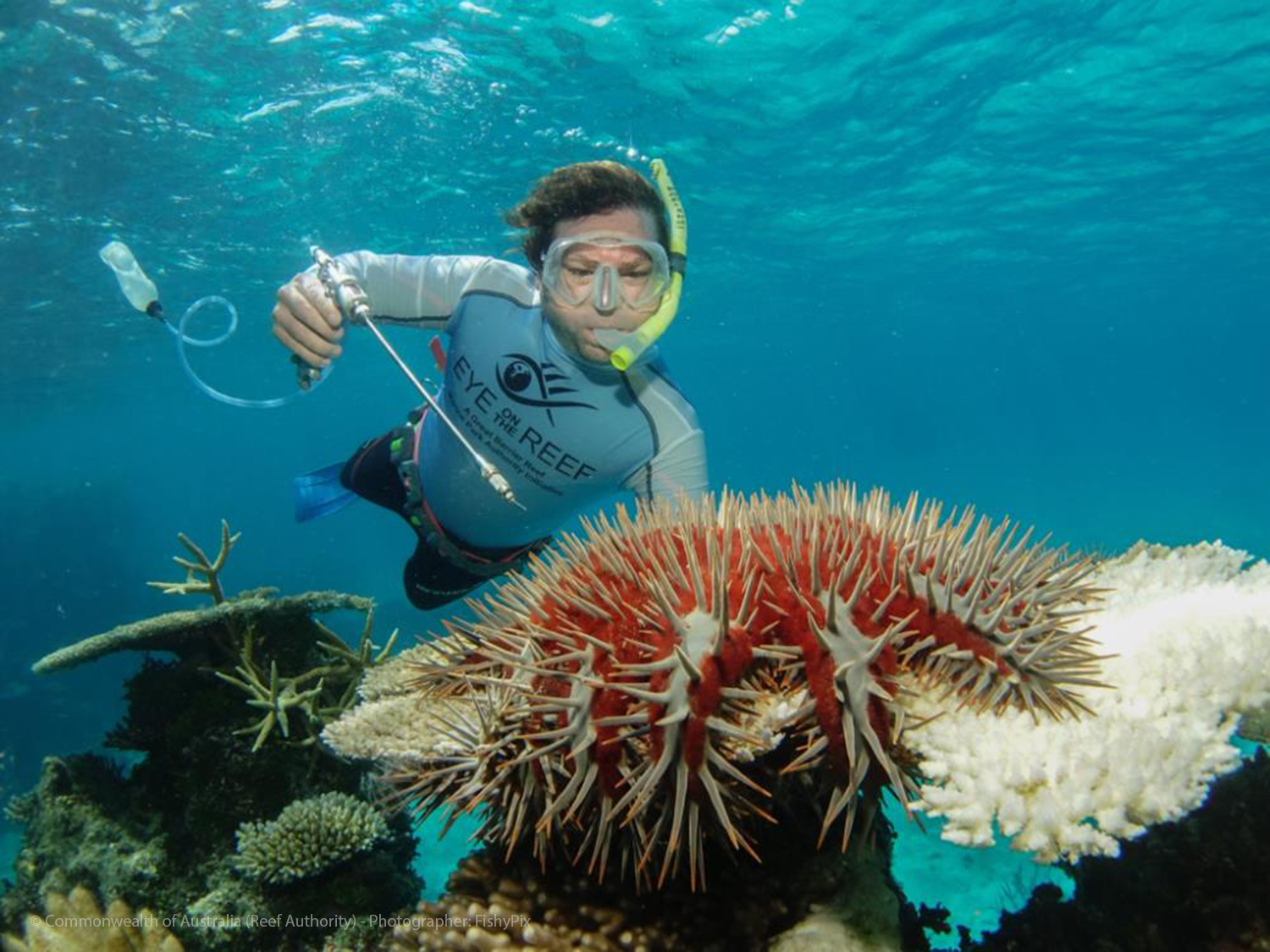 Crown of thorns Starfish Gbrmpa